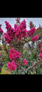 Lagerstroemia indica Plum Magic / nieuw ‼️‼️, Ophalen