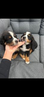 Benner sennen pups MOGEN WEG, Meerdere, Meerdere dieren, Nederland, Particulier