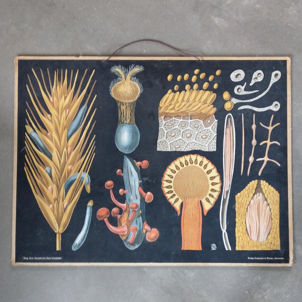 Schoolplaat Moederkoorn – Jung Koch Quentell, Antiek en Kunst, Antiek | Schoolplaten, Ophalen of Verzenden, Natuur en Biologie