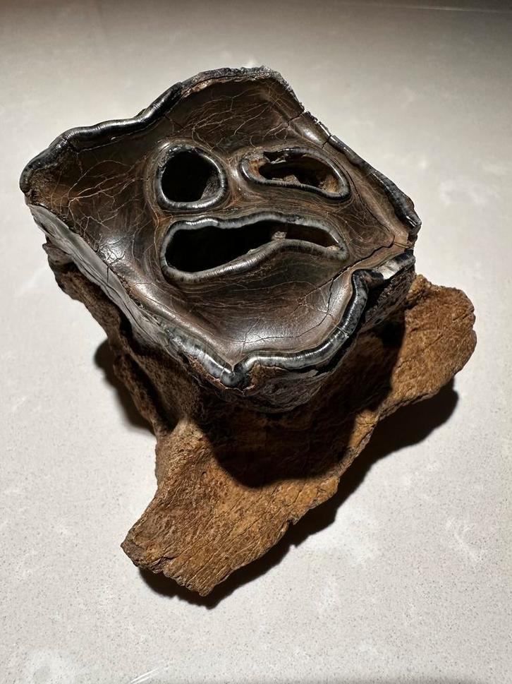 Wolharige Neushoorn fossiel kies in kaak, Verzamelen, Mineralen en Fossielen, Fossiel, Ophalen of Verzenden