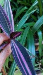 Tradescantia pallida "Pink stripe", Huis en Inrichting, Ophalen of Verzenden, Overige soorten, Minder dan 100 cm