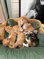mooie kittens, Dieren en Toebehoren, Katten en Kittens | Overige Katten, Meerdere dieren, Kortharig, 0 tot 2 jaar