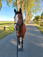 Gezocht: Pensioen plekje voor 21 jarige e-pony ruin, Dieren en Toebehoren, Stalling en Weidegang, 1 paard of pony