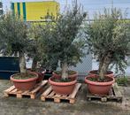 Grote olijfbomen in schaal met dikke stam., Tuin en Terras, Planten | Bomen, Olijfboom, Zomer, Volle zon, Ophalen