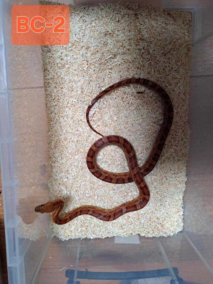 2 jonge rattenslangen, Dieren en Toebehoren, Reptielen en Amfibieën, Slang, 0 tot 2 jaar