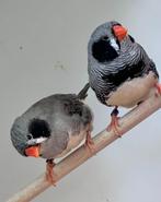 Zebravinken koppels, Dieren en Toebehoren, Meerdere dieren, Tropenvogel