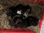 kittens te koop, Dieren en Toebehoren, Katten en Kittens | Overige Katten, Meerdere dieren, Kortharig, 0 tot 2 jaar