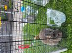 2 kleine kleurdwerg konijntjes, Dieren en Toebehoren, Konijnen, Meerdere dieren