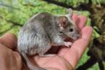 Kleurmuizen zeer tam!, Dieren en Toebehoren, Knaagdieren, Mannelijk, Muis, Na 1 juli 2024, Tam