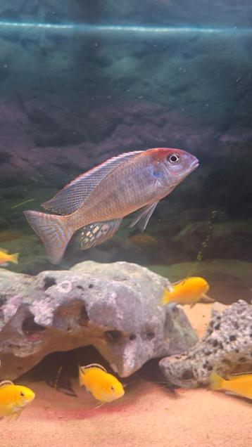 Lethrinops red cap koppel malawi cichliden  beschikbaar voor biedingen