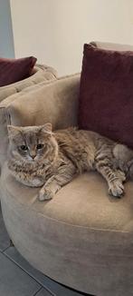 Kruising van een britsche langhaar., Dieren en Toebehoren, Katten en Kittens | Raskatten | Langhaar, Kater, Ingeënt, 0 tot 2 jaar