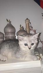 Twee kittens van 4 maanden oud, Dieren en Toebehoren, Kater, 0 tot 2 jaar