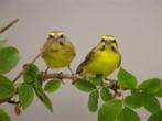 zoek een mozambiquesijs man, Dieren en Toebehoren, Mannelijk, Tropenvogel