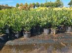 Prunus Otto Luijken laurierkers 50% korting, Tuin en Terras, Ophalen of Verzenden, Laurier, Haag, Minder dan 100 cm