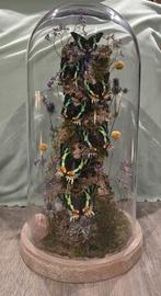 3 stolpen met geprepareerde vlinders, Ophalen of Verzenden, Nieuw, Insect, Opgezet dier