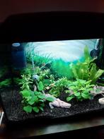 Superfish aquarium start 50, Dieren en Toebehoren, Vissen | Aquaria en Toebehoren, Ophalen, Zo goed als nieuw, Leeg aquarium