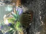 Heros, Dieren en Toebehoren, Vissen | Aquariumvissen, Vis