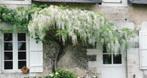 GEZOCHT GRATIS : witte regen / wisteria Sinensis alba, Ophalen