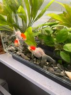 Mooi en prachtige selectie siervissen te koop, Dieren en Toebehoren, Vissen | Aquariumvissen, Vis, Zoetwatervis