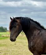 3-jarige Friese ruin (Alwin x Fridse), Dieren en Toebehoren, Paarden, Ruin, Dressuurpaard, 3 tot 6 jaar, Onbeleerd
