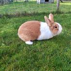 Hollander konijn, Dieren en Toebehoren, Konijnen, Mannelijk, Middelgroot, 0 tot 2 jaar