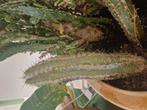 Cactus diversen. 4 verschillende types. 30 centimeter hoog., Tickets en Kaartjes, Overige Tickets en Kaartjes, Eén persoon
