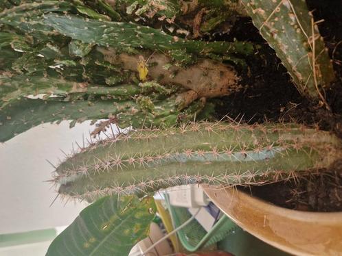 Cactus diversen. 4 verschillende types. 30 centimeter hoog., Tickets en Kaartjes, Overige Tickets en Kaartjes, Eén persoon