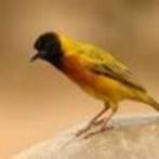 ZWARTKOP WEVER 1-0, Dieren en Toebehoren, Vogels | Overige Vogels, Mannelijk, Geringd