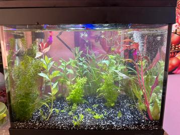 Superfish Aquarium beschikbaar voor biedingen