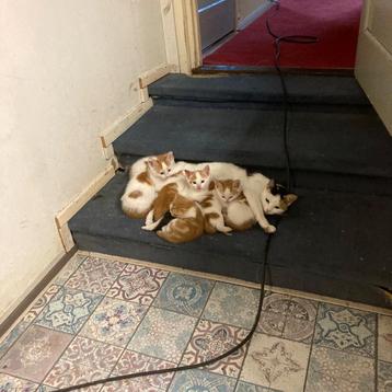 4 kittens ️️ nog 1 kitten over!  beschikbaar voor biedingen