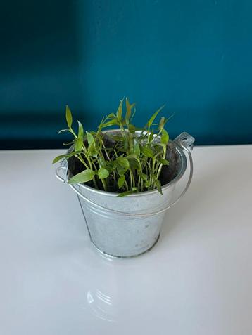 Bio Paprika Plantje(s) – Eetbaar Balkon Moestuin Biologisch beschikbaar voor biedingen