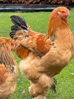 Prachtige Brahma haan, Dieren en Toebehoren, Pluimvee, Mannelijk, Kip