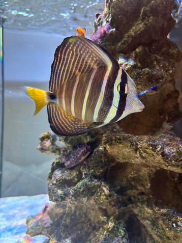Schitterende zebrasoma +/- 9 CM beschikbaar voor biedingen