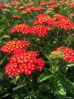 Achilliea millefolium duizendblad, vaste plant, bodembedekke, Tuin en Terras, Planten | Tuinplanten, Volle zon, Vaste plant, Zomer