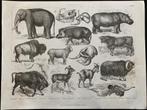 zoölogie plaat van de olifant, nijlpaard, buffel 1870, Ophalen of Verzenden
