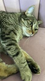 Katten oppas wijk oosterheem Zoetermeer Noordhove, Dieren en Toebehoren, Ophalen of Verzenden