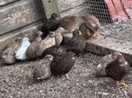 Chinese dwergkwartels, Meerdere dieren
