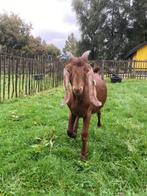 Prachtig nubisch bokje, Mannelijk, Geit, 0 tot 2 jaar
