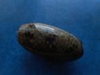 Schelpen: Oliva keeni Marrat gem 40,5mm, Verzenden, Schelp(en)