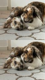 3 super konijnen, Dieren en Toebehoren, Konijnen, Mannelijk, Dwerg