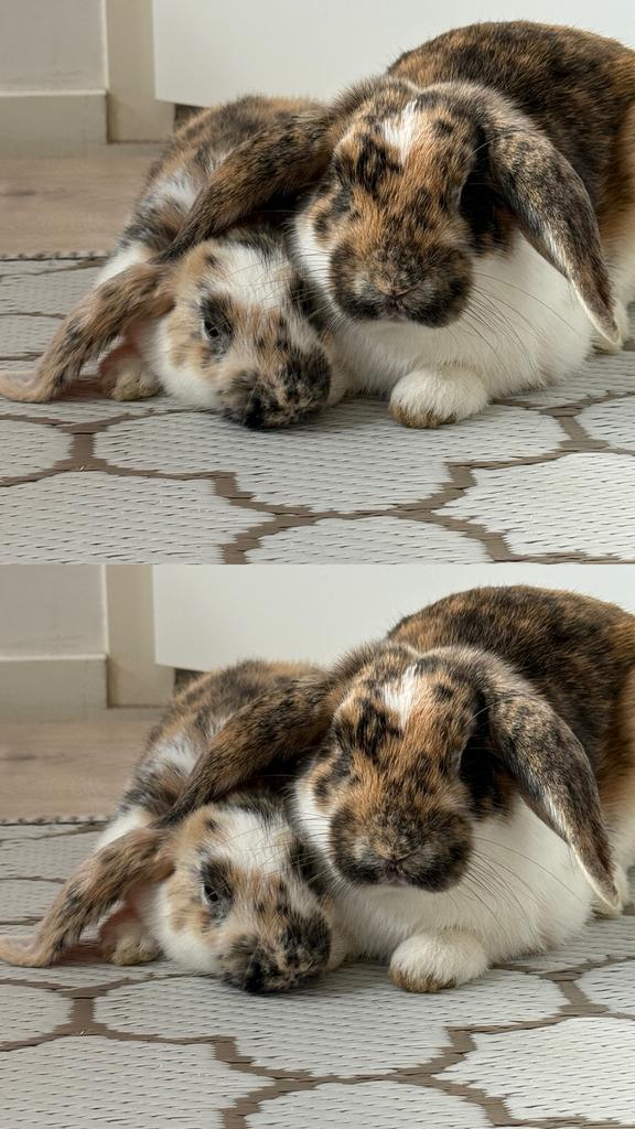 3 super konijnen, Dieren en Toebehoren, Konijnen, Dwerg, Mannelijk