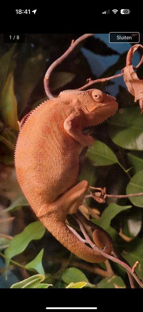 Panter kameleon vrouw los of met terrarium zie beschrijving