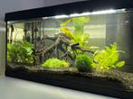 Tetra starter 54 liter aquarium, Ophalen, Zo goed als nieuw, Gevuld zoetwateraquarium