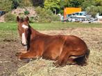 Quarter horse merrie veulen, Dieren en Toebehoren, Paarden, Merrie, Niet van toepassing, Westernpaard, 0 tot 2 jaar