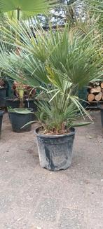 Chamaerops humilis, Ophalen, Zomer, Overige soorten, Halfschaduw