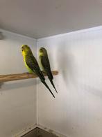 Blackwing parkieten, Dieren en Toebehoren, Meerdere dieren, Parkiet