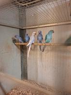 Diverse soorten vogels en aluminium voliere panelen, Dieren en Toebehoren, Vogels | Parkieten en Papegaaien, Meerdere dieren, Papegaai
