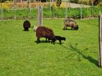 Ouessant ooien te koop met lammetjes, Dieren en Toebehoren, Schapen, Geiten en Varkens