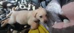 Mooie speelse vrolijke labrador 5 mnd, Parvo, 15 weken tot 1 jaar, Reu, Labrador retriever