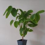 Annona Cherimoya sugarappel biologisch exotisch, Huis en Inrichting, Kamerplanten, Minder dan 100 cm, Fruitplant, Halfschaduw